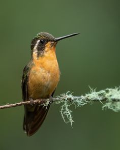 a small bird sitting on top of a branch