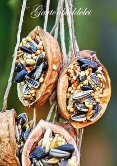 three seed pods filled with mussels and other things hanging from a tree branch