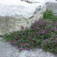 small purple flowers growing out of the rocks