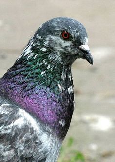 a close up of a pigeon on the ground