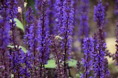 Honey bee on purple woodland sage plant. stock photos Photos Plant, Woodland Sage, Sage Plant, Honey Bee, Blossom, Honey, Bee