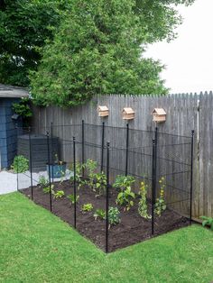 a fenced in garden area with several plants