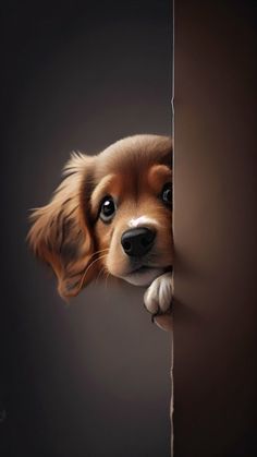 a brown and white dog peeking out from behind a wall with its head sticking out