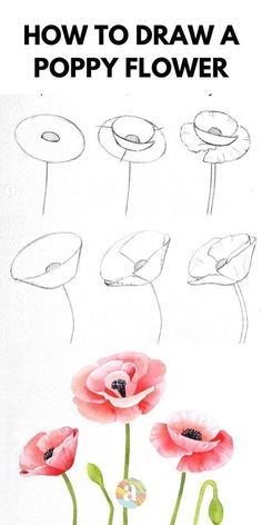 how to draw a poppy flower