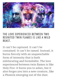 the love experience between two reunited twin flames is like a wild beast, it can't be captured