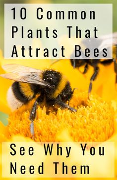 two bees sitting on top of a yellow flower with the words 10 common plants that attract bees