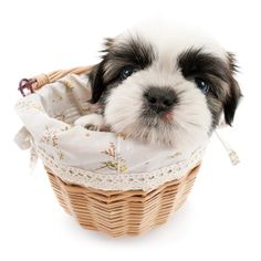 a small black and white dog sitting in a basket