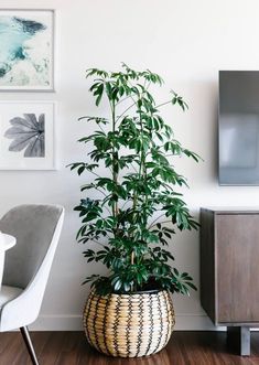 a potted plant sitting on top of a wooden floor next to a chair and television