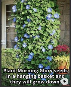 Morning Glory Flowers, Container Gardening Flowers, Morning Glories, Garden Wallpaper, Garden Types, Garden Containers, Garden Yard Ideas, Hanging Basket