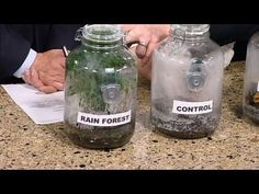 three jars with plants in them sitting on a counter