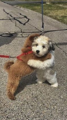 a brown and white dog on a leash with a stuffed animal in it's mouth