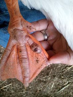 a close up of a person holding a small bat in their left hand and an ostrich's head sticking out of it