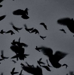 a flock of birds flying in the sky