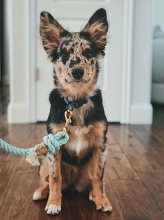 a dog sitting on the floor with a rope in its mouth