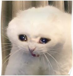 a white cat with blue eyes looking at the camera while standing in front of a curtain