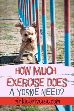 a small dog is running through an obstacle course with the words how much exercise does a yorkie need?