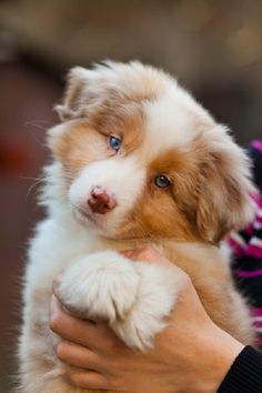 a person holding a puppy in their arms with the caption australian shepherd when an eighty - five pound mammal licks you're