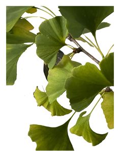 green leaves are hanging from the branches of a tree in front of a white background