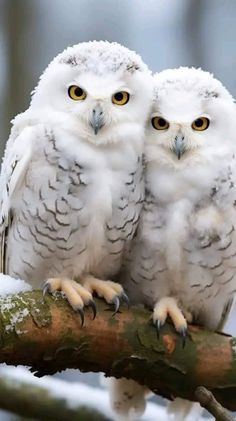 two white owls sitting on top of a tree branch