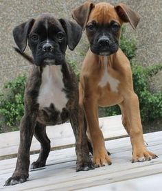 two brown and white dogs standing next to each other on a wooden platform with bushes in the background