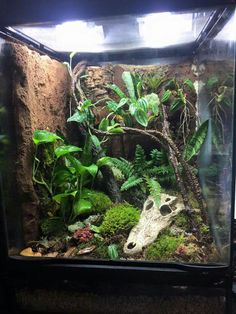 an aquarium filled with plants and rocks