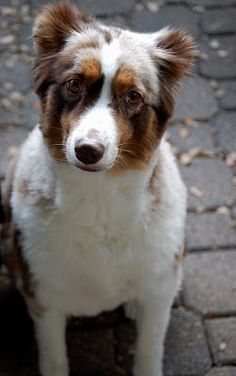 a brown and white dog sitting on top of a brick road next to a tree