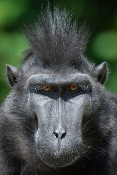 a close up of a monkey's face with trees in the background