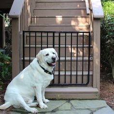 a large white dog sitting in front of a gate