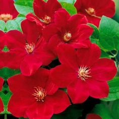 red flowers with green leaves in the background