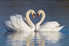 two swans making a heart shape with their necks during coustripp text reads, mute swans forming a heart shape with their necks during coustip