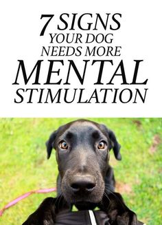 Lou Dog, Military Dog, Fu Dog, Dog Needs, Yellow Dog, Game Mode, Mental Stimulation, Dog Care Tips