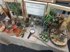 an assortment of plants and rocks on a table with a sign in the background that says science diffrents