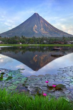 a lake with lily pads in the foreground and a large mountain in the background