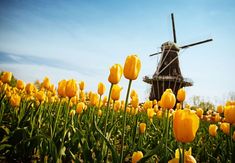 yellow tulips with a windmill in the background