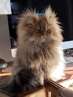 a fluffy cat sitting on top of a wooden desk next to a computer monitor and keyboard