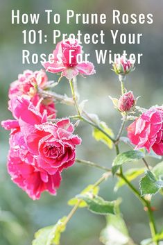 pink roses with the words how to prune roses 101 protect your rose for winter