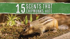 a chipmun is sitting on the ground with its head in the grass and text that reads, 15 scenes that cimmunins's hate