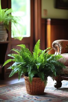 a plant in a wicker basket on the floor next to a chair and rug