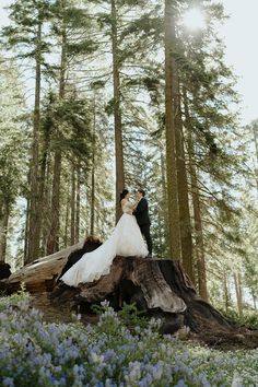 a bride and groom standing on a tree stump in the middle of bluebells