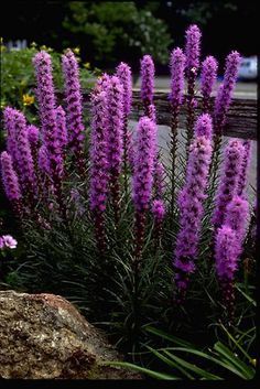 purple flowers are blooming in the garden