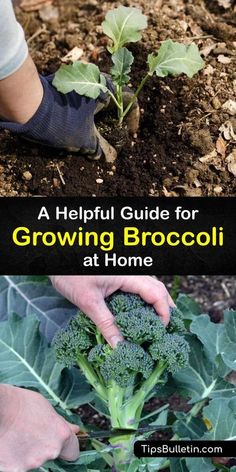 broccoli growing in the ground with text overlay that reads a helpful guide for growing broccoli at home