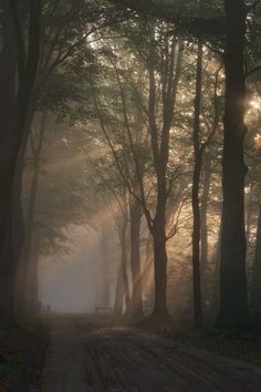 the sun shines through the trees on a dirt road