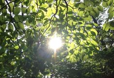 the sun is shining through some green leaves