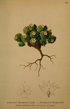 an illustration of a tree with flowers and roots