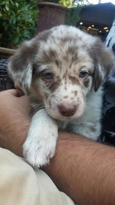 a man holding a puppy in his arms with one paw on the other side of him