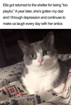 a gray and white cat sitting on top of a bed next to a text that reads, ella got returned to the shelter for being too playful