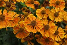 many yellow flowers are blooming together in the garden and it is hard to tell what color they are