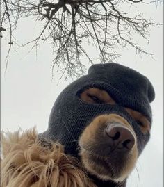 a dog wearing a hat and scarf with its nose covered by a knitted cap