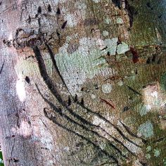 the bark of a tree has been grafitti