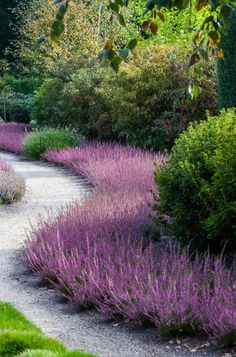 a garden with lots of purple flowers and trees